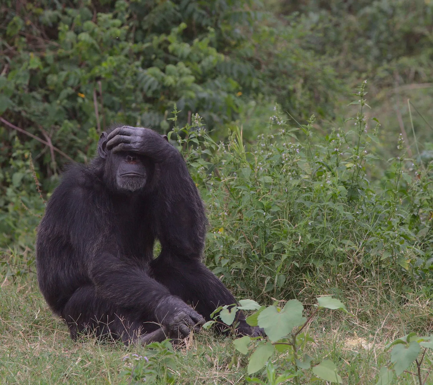 Kibale National Park — photograph 3