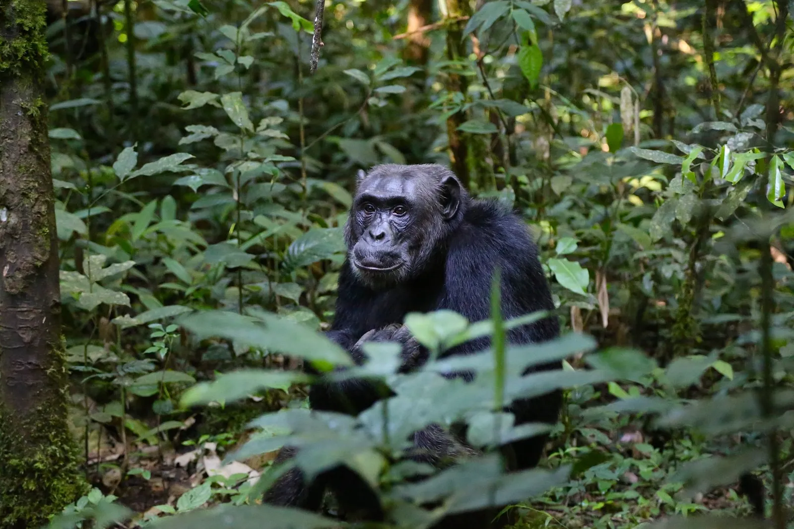 Kibale National Park — photograph 4