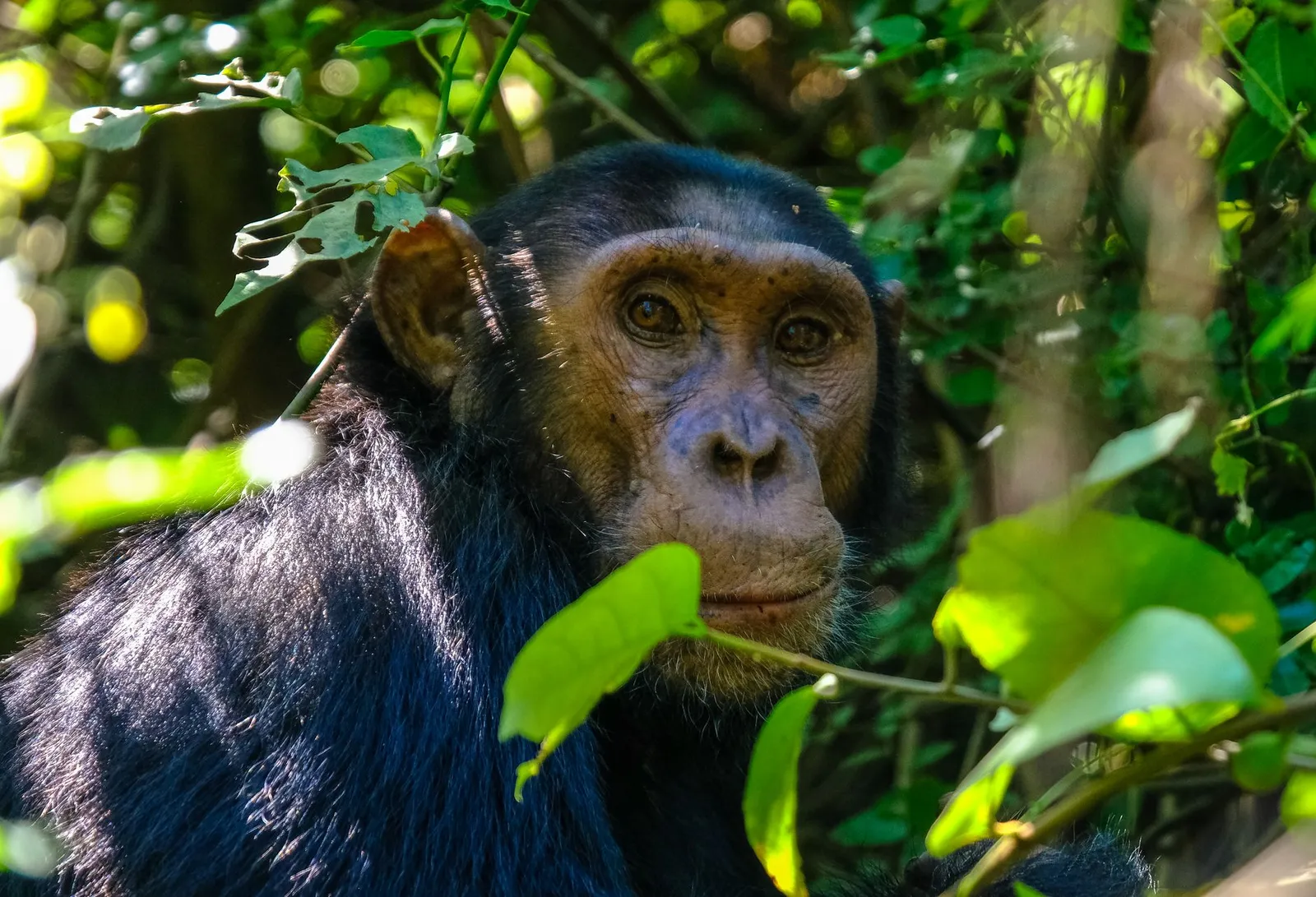 Kibale National Park — photograph 5