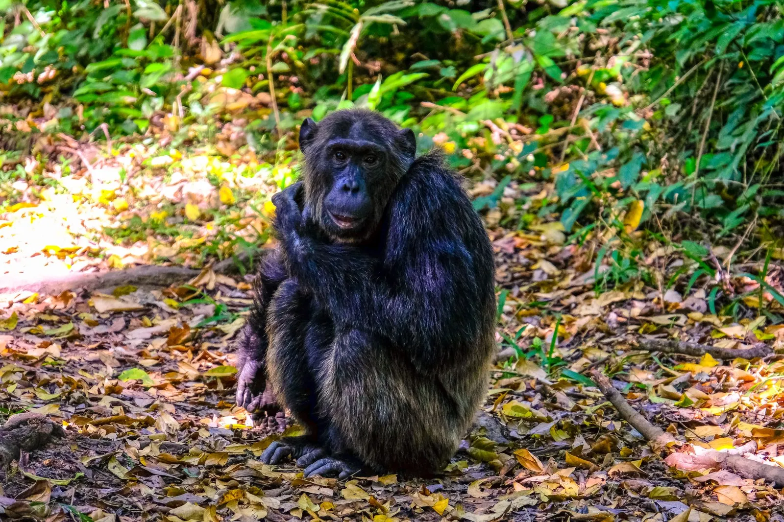 Kibale National Park — photograph 6