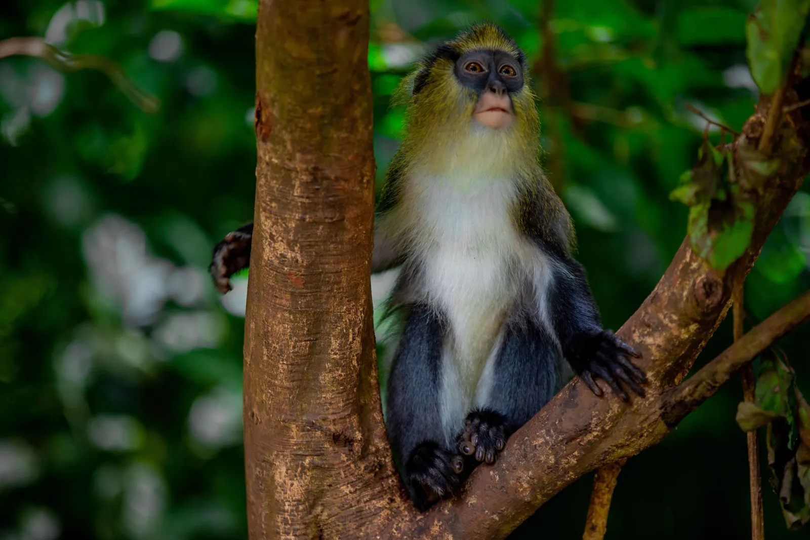 Kibale National Park — photograph 7