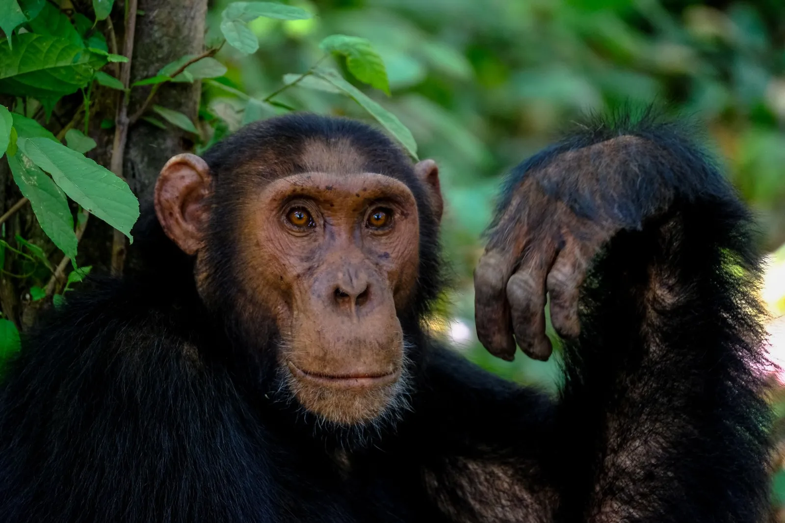Kibale National Park — photograph 8