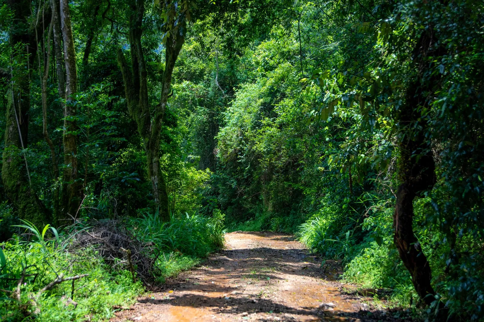Kibale National Park — photograph 9