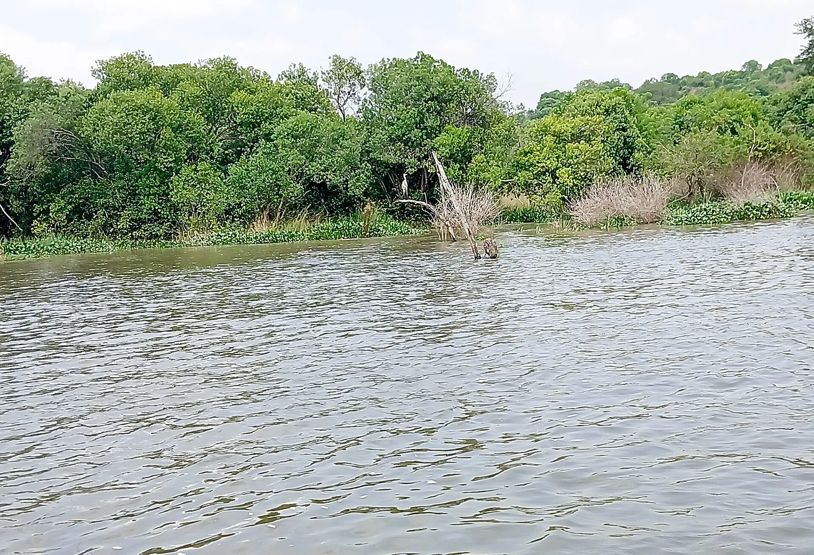 Murchison Falls National Park — photograph 10