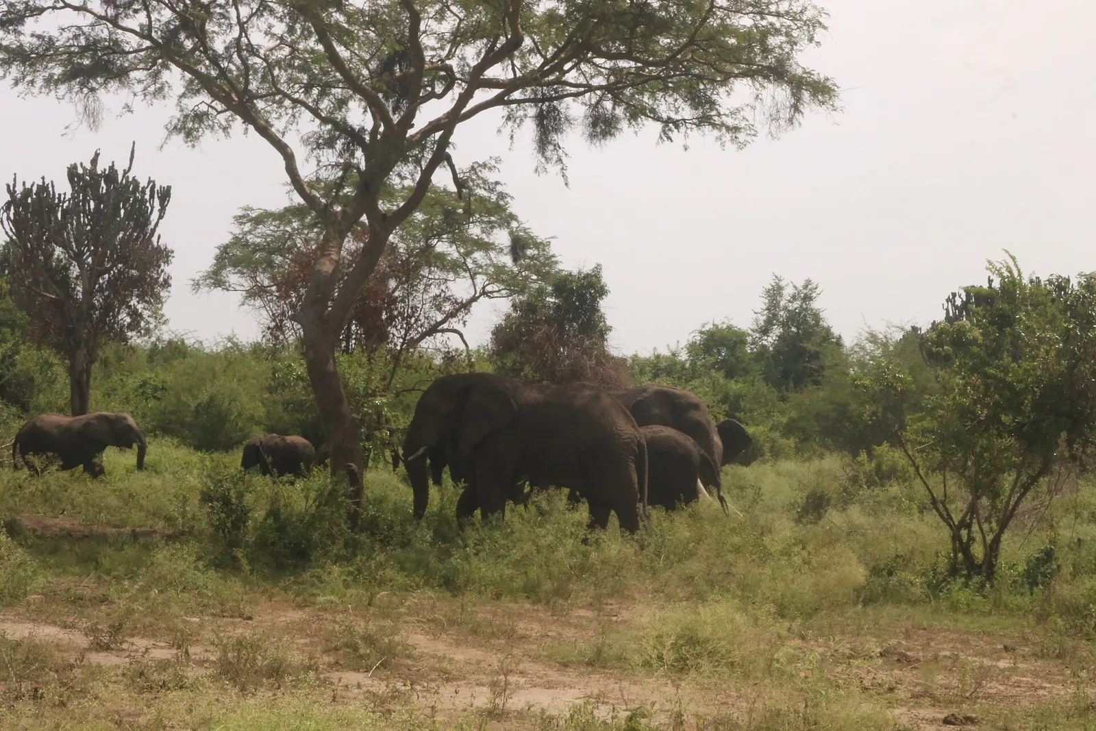 Queen Elizabeth National Park