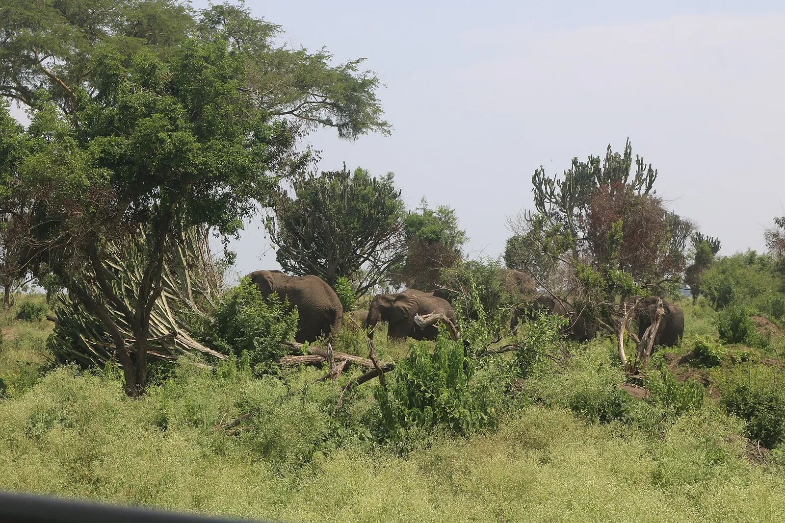 Queen Elizabeth National Park — photograph 2