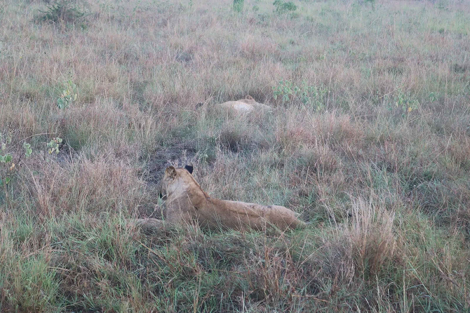 Queen Elizabeth National Park — photograph 3