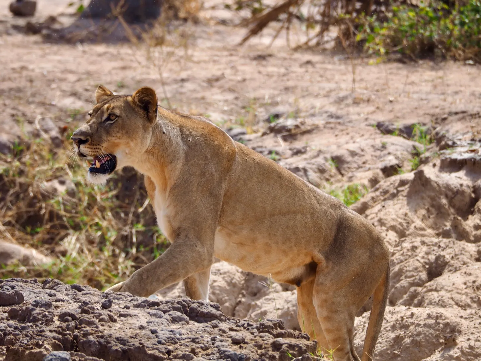 Queen Elizabeth National Park — photograph 7