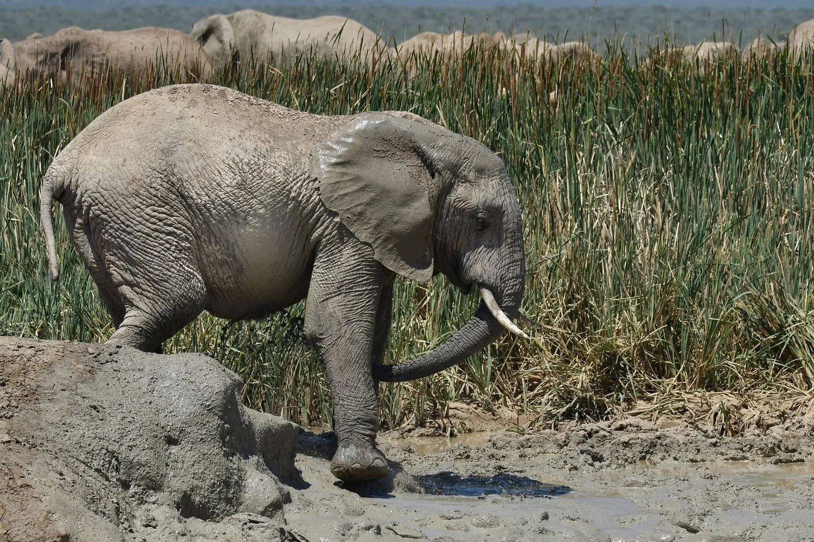 Queen Elizabeth National Park — photograph 8